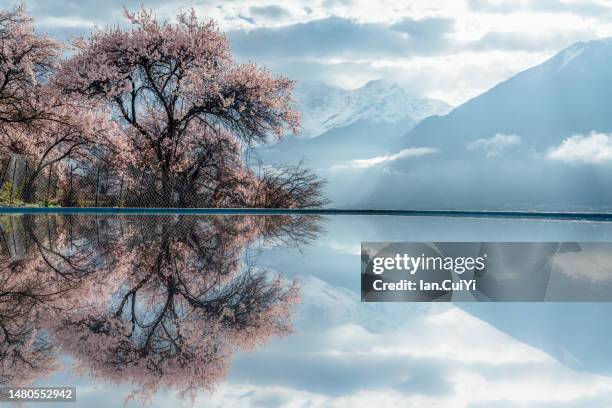 namjagbarwa peak, tibet, china - 桃の花 ストックフォトと画像