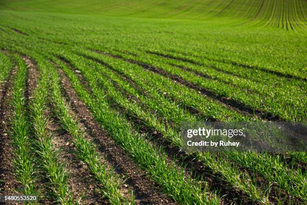 rows of cereal sprouts planted in an agricultural field with green and brown tones. - alfalfa field stock-fotos und bilder