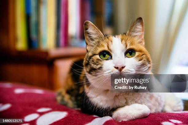 close-up of a calico breed tricolor cat lying on a blanket with a home background - black and white cat foto e immagini stock