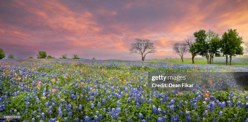 Texas Bluebonnet Sunset Panorama