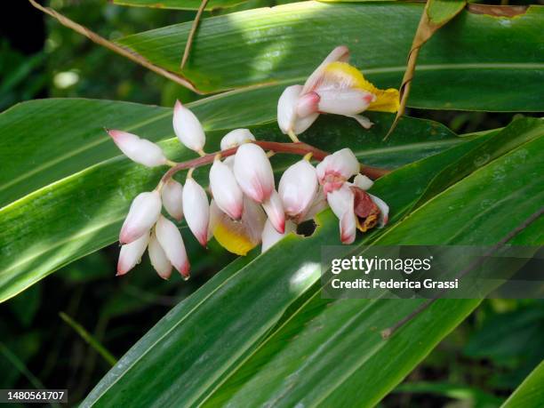shell ginger lilies (alpinia zerumbet) - alpinia zerumbet stock pictures, royalty-free photos & images