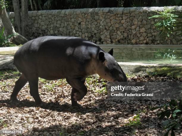 Tapir Rear 276 South American Tapir (Tapirus Terrestris) Stock Photos, High-Res ...
