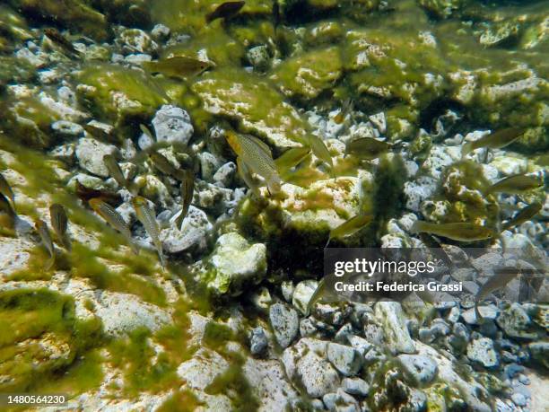 sailfin molly (poecilia latipinna), yucatan peninsula - zebrasoma veliferum stock pictures, royalty-free photos & images
