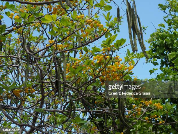 golden shower tree, amaltas, or laburnum (cassia fistula) in yucatan peninsula - amaltas foto e immagini stock