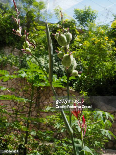 Indian Shot Or Edible Canna Seed Pods Photo - Getty Images