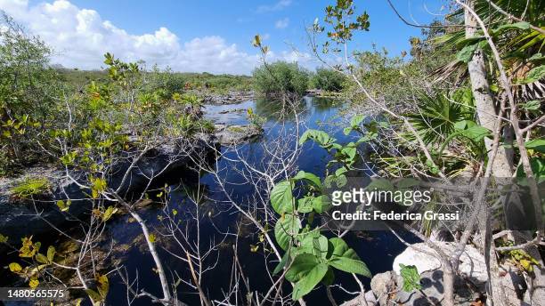 view of laguna yal ku, yucatan peninsula - yucatan peninsula - fotografias e filmes do acervo