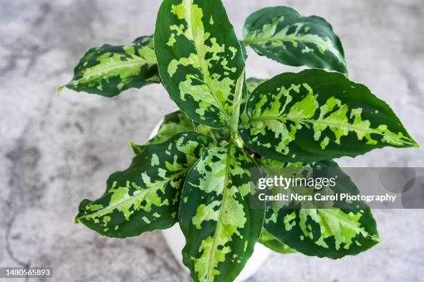 close up of aglaonema pictum tricolor housepalnt - chinese evergreen stock pictures, royalty-free photos & images