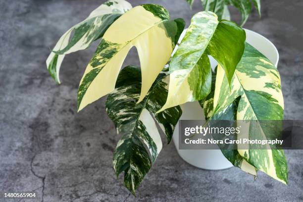 philodendron epipremnum pinnatum albo variegated - epipremnum pinnatum - fotografias e filmes do acervo