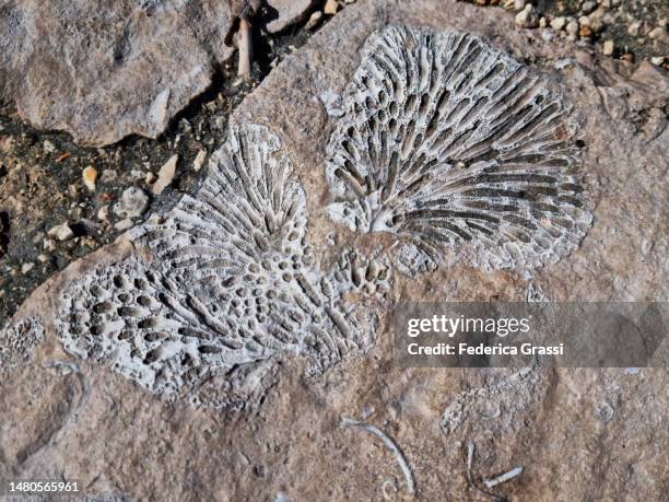 fossilized corals on the beach at laguna yal ku, yucatan peninsula - fossil site stock-fotos und bilder