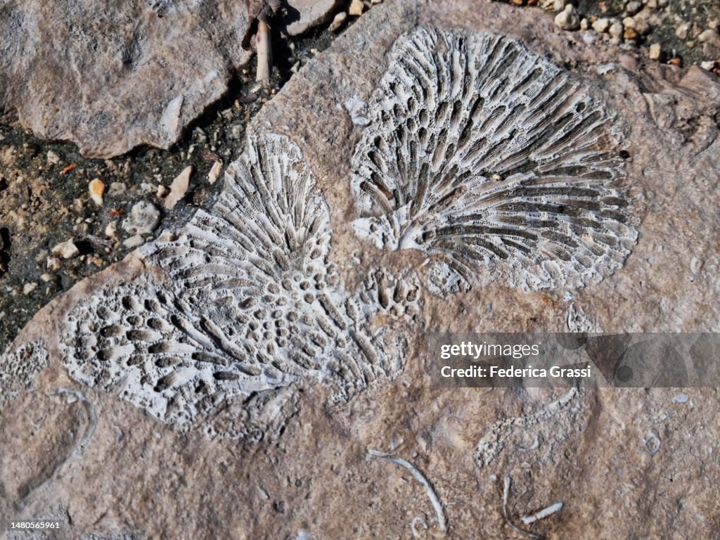Fossilized Corals on the Beach at Laguna Yal Ku, Yucatan Peninsula