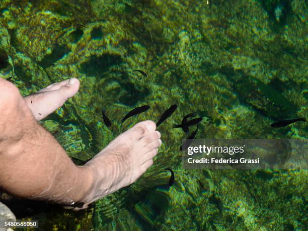fish pedicure or fish therapy in cenote jardin del eden, yucatan peninsula - cleaner fish stock pictures, royalty-free photos & images