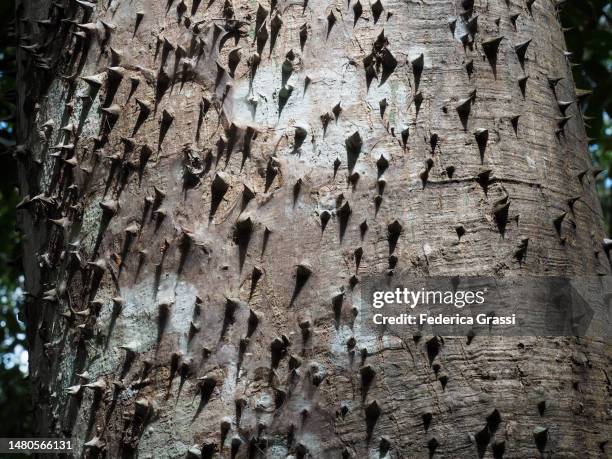 detail of floss silk tree  (ceiba speciosa) in yucatan - ceiba speciosa stock pictures, royalty-free photos & images