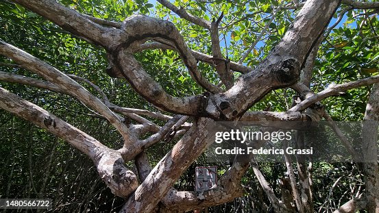 Tangles Prop Roots Tangled Branches And Aerial Roots Yucatan Peninsula Mexico High-Res ...