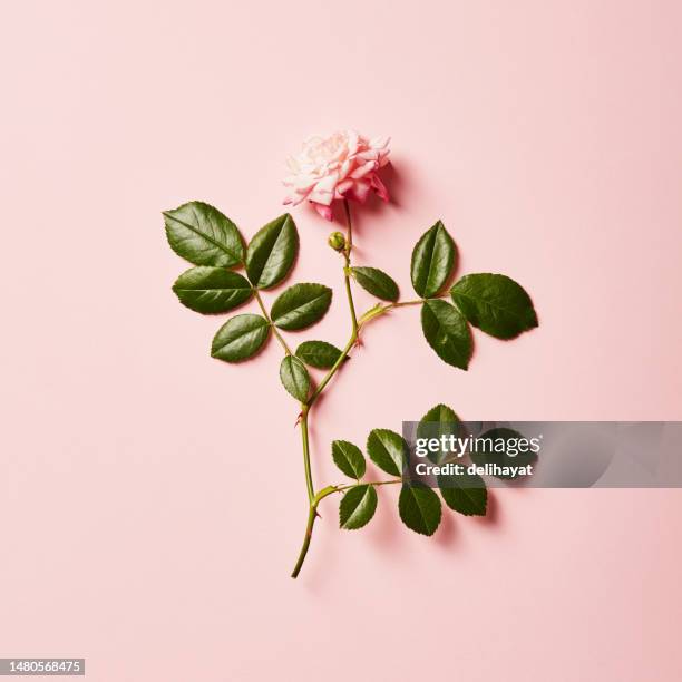leuchtend einzelne rose auf rosa grund mit weichem schatten - rosenfarben stock-fotos und bilder