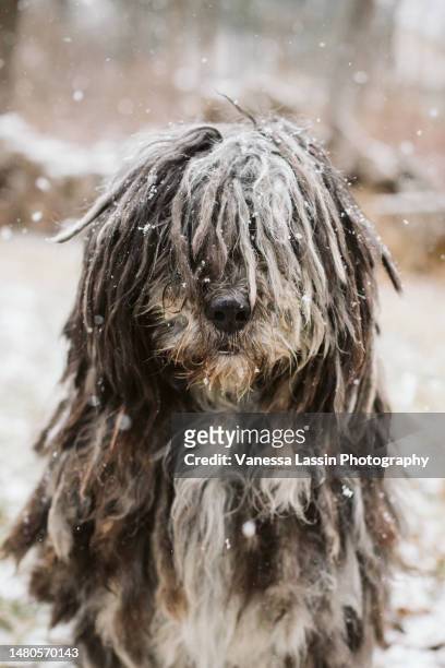 dog snow day - vanessa lassin stock pictures, royalty-free photos & images