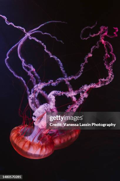 jellyfish at mystic 2 - vanessa lassin stockfoto's en -beelden