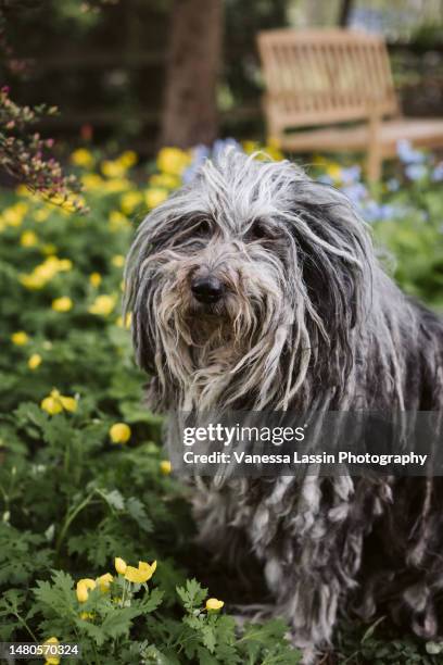 spring bergamasco - shaggy fur stock-fotos und bilder