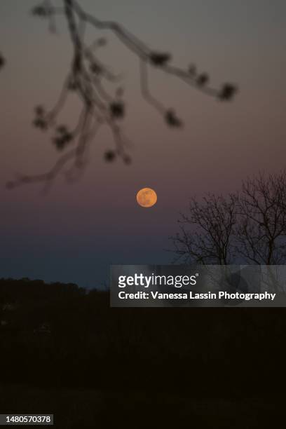 pink full moon - vanessa lassin stock pictures, royalty-free photos & images