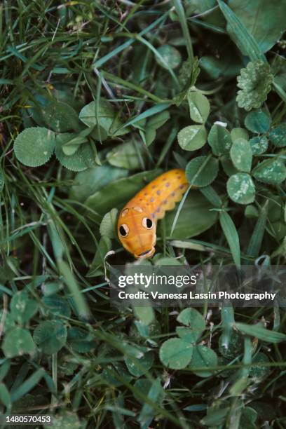 swallowtail caterpillar - vanessa lassin stock pictures, royalty-free photos & images