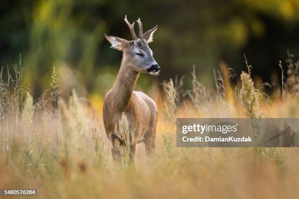 roe deer (capreolus capreolus) - roe deer stock pictures, royalty-free photos & images