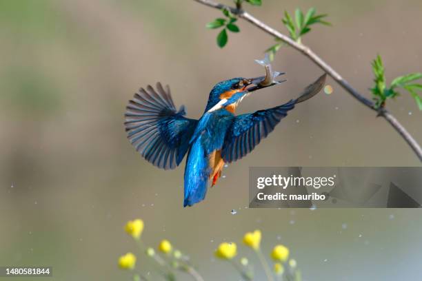 kingfisher fishing in spring - kingfisher river stock pictures, royalty-free photos & images