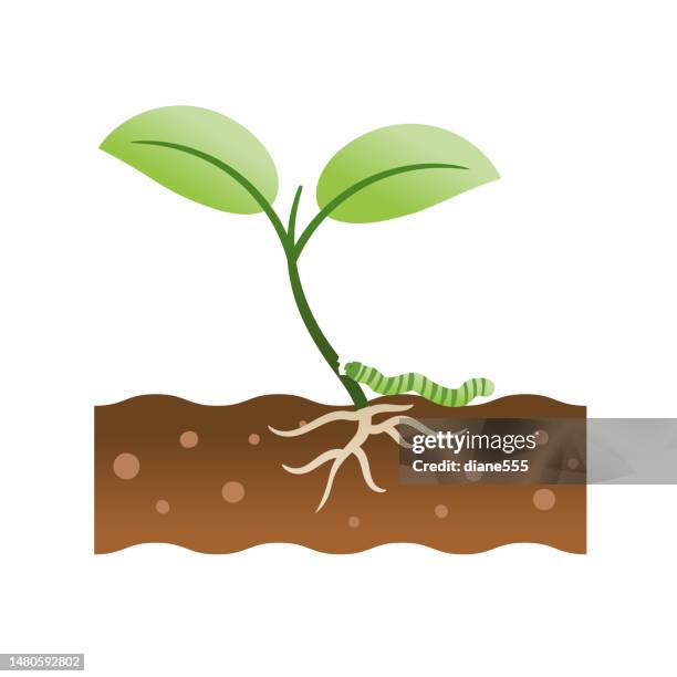 plant growth icon on a transparent background - seedling with cutworm caterpillar - cutworms stock illustrations