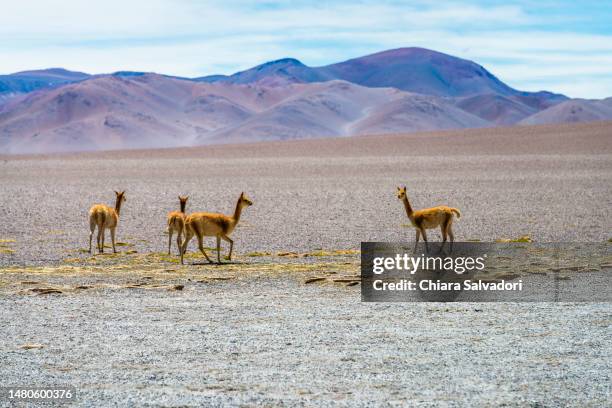 the landscape of cerro galan caldera - catamarca stock pictures, royalty-free photos & images