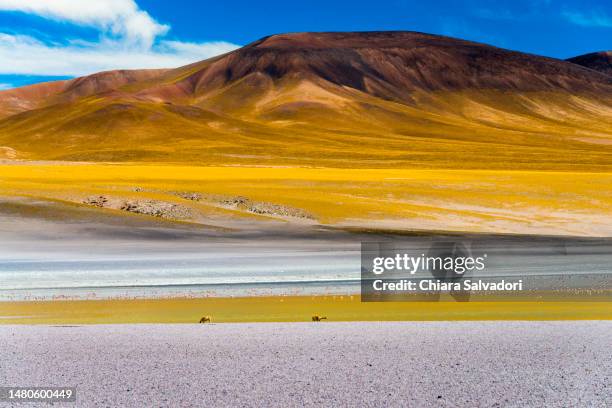 the laguna grande in cerro galan caldera - south america stock-fotos und bilder