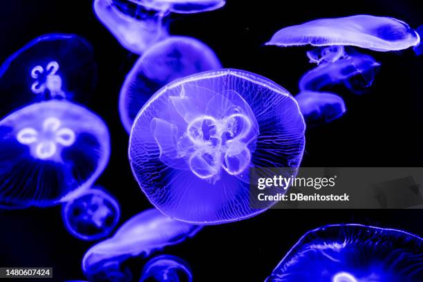 glowing jellyfish swimming in the water on black background. stinging, wildlife, sea, ocean, dark, glowing, toxic and underwater concept. - stechen tierverhalten stock-fotos und bilder