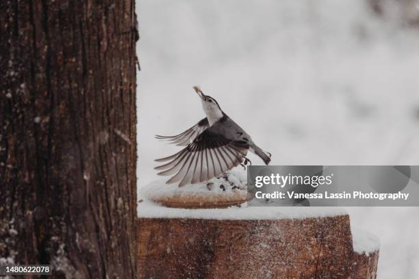 nuthatch taking flight - vanessa lassin stockfoto's en -beelden