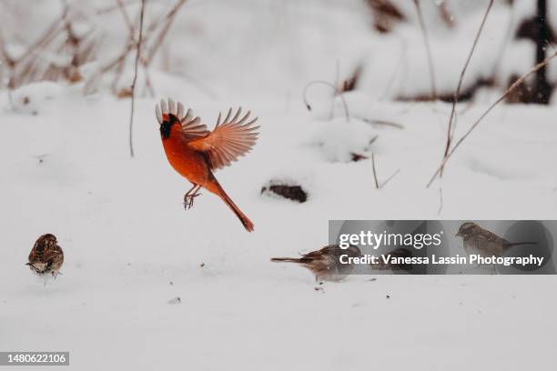 cardinal flight - vanessa lassin stock pictures, royalty-free photos & images