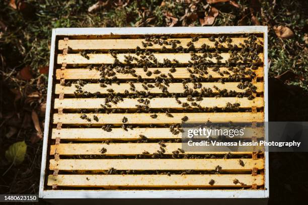 bee hive frames - vanessa lassin stock pictures, royalty-free photos & images