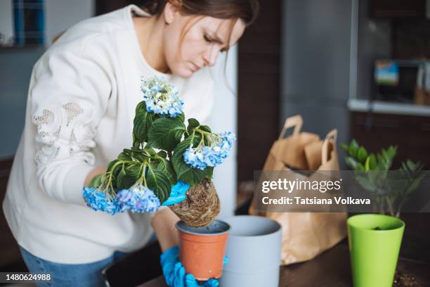 a woman of 40 years old is transplanting a blue hydrangea flower, she took it out, the root system is visible - 40 44 years woman stock-fotos und bilder