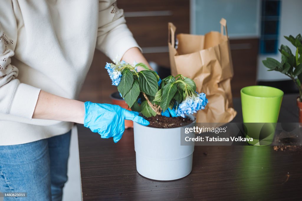 Side View Of Female Hands Planting Flowers In Pots Stock-Foto - Getty