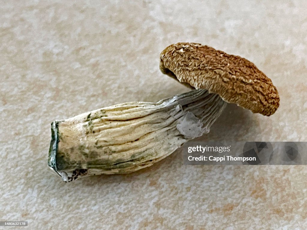 Psychedelic Mushroom