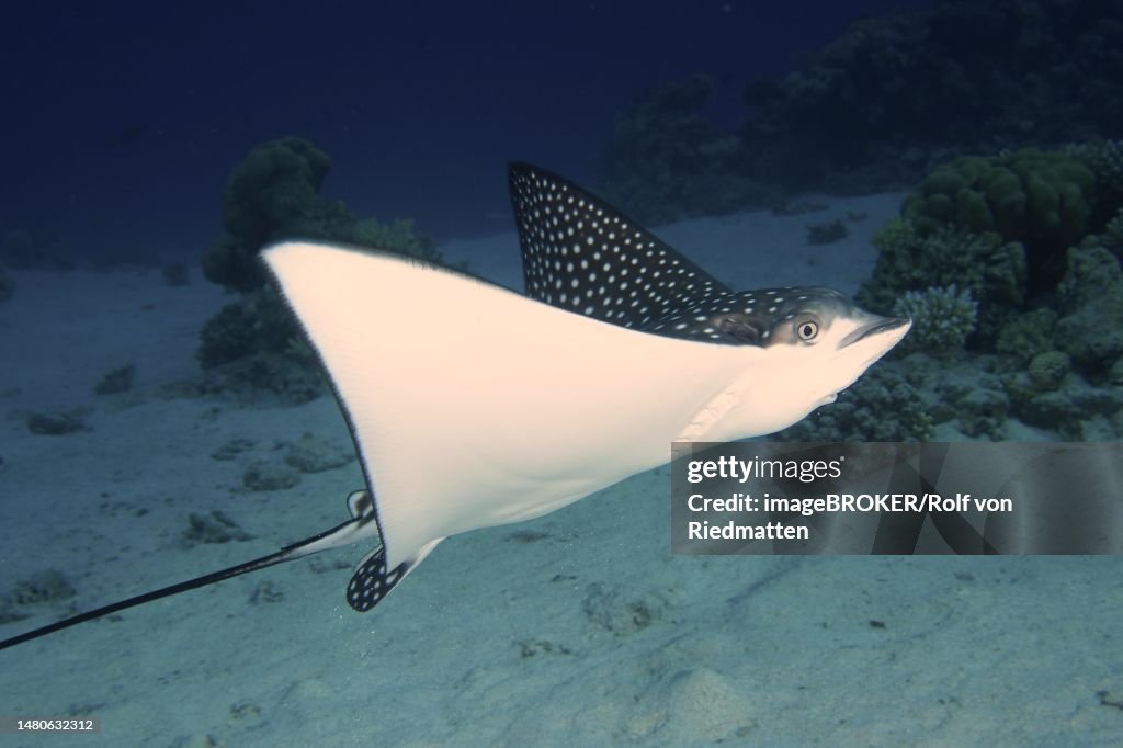 Spotted eagle ray (Aetobatus narinari), House reef dive site, Mangrove Bay, El Quesir, Red Sea, Egypt