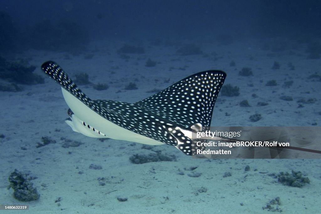 Spotted eagle ray (Aetobatus narinari), House reef dive site, Mangrove Bay, El Quesir, Red Sea, Egypt