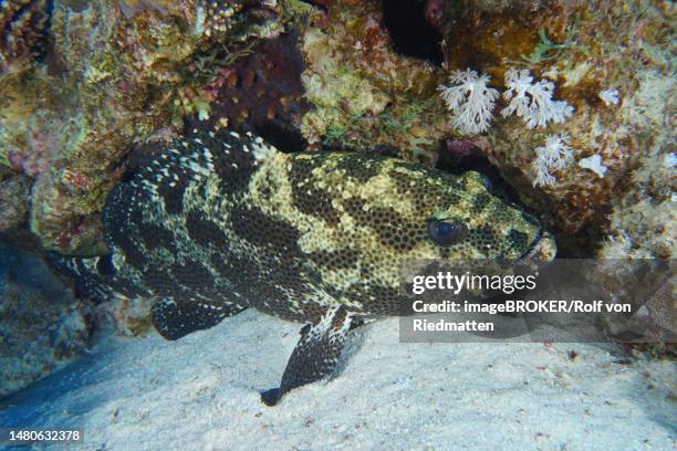 camouflaged grouper (epinephelus polyphekadion), jackson reef dive site, strait of tiran, sinai, egypt, red sea - red grouper stock illustrations