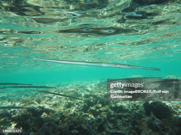 bluespotted cornetfish (fistularia commersonii) under the jetty. dive site house reef, mangrove bay, el quesir, red sea, egypt - footbridge stock illustrations