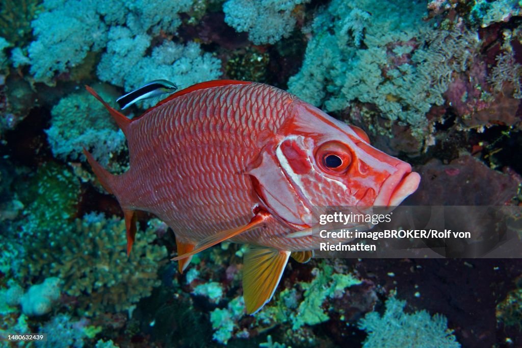 Large-thorned hussar (Sargocentron spiniferum) and turkeys, Daedalus Reef dive site, Egypt, Red Sea