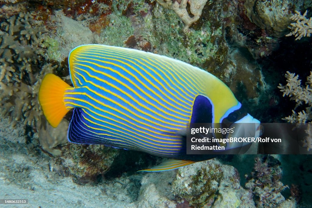 Emperor Angelfish (Pomacanthus imperator), Dive Site House Reef, Mangrove Bay, El Quesir, Egypt, Red Sea