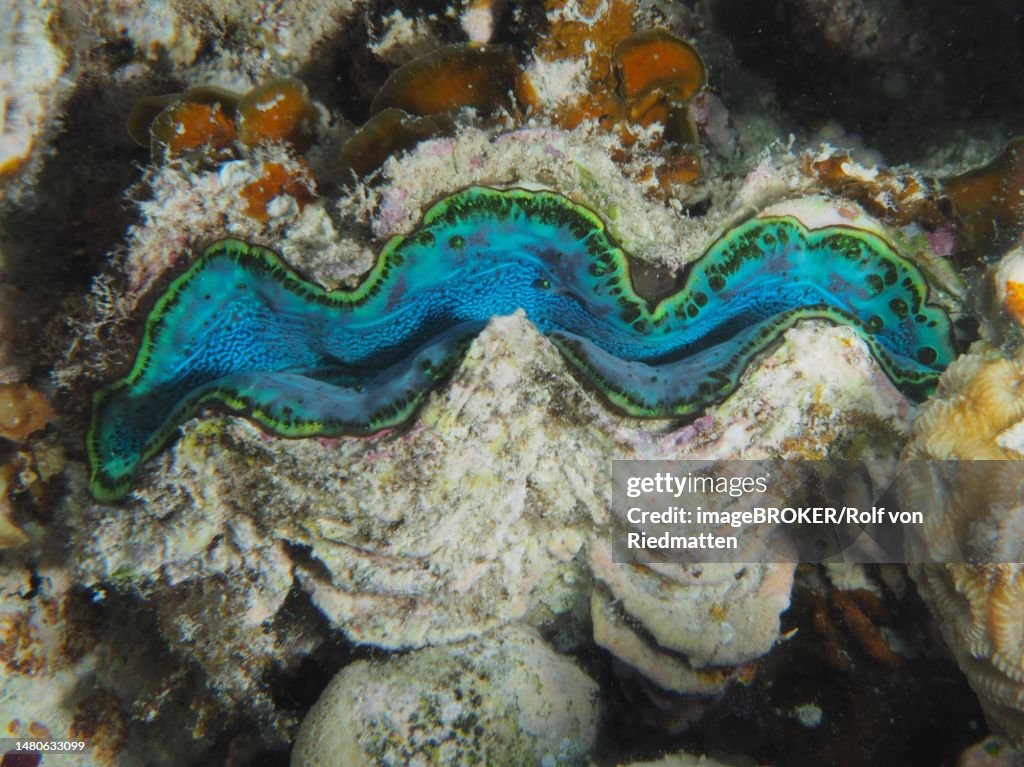 Maxima clam (Tridacna maxima), Dive Site House Reef Mangrove Bay, El Quesir, Egypt, Red Sea