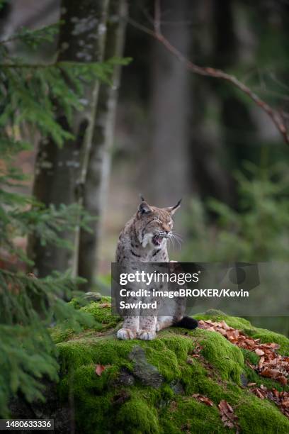 european lynx (lynx lynx) adult animal yawning while standing on a moss covered rock, bavaria, germany - lynx photos et images de collection