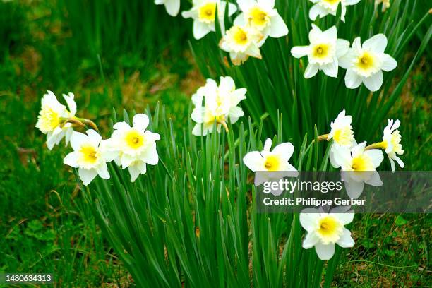 daffodils - familia del lirio fotografías e imágenes de stock