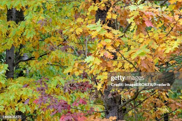 stockillustraties, clipart, cartoons en iconen met northern red oak (quercus rubra), leaves with autumn colouring, arnsberger wald nature park park, north rhine-westphalia, germany - wald