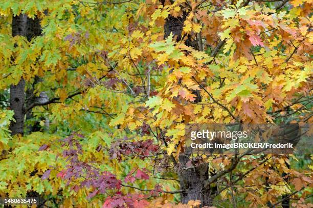 northern red oak (quercus rubra), leaves with autumn colouring, arnsberger wald nature park park, north rhine-westphalia, germany - wald stock illustrations