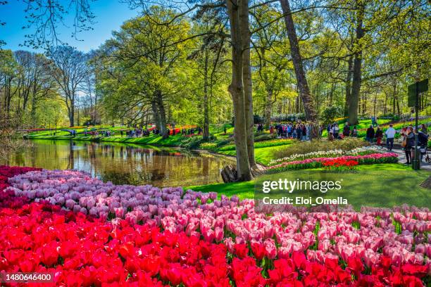 tulips in keukenhof park, nederlands - keukenhof people stock pictures, royalty-free photos & images