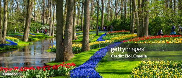 オランダのキューケンホフ公園にあるチューリップのパノラマビュー - south holland ストックフォトと画像