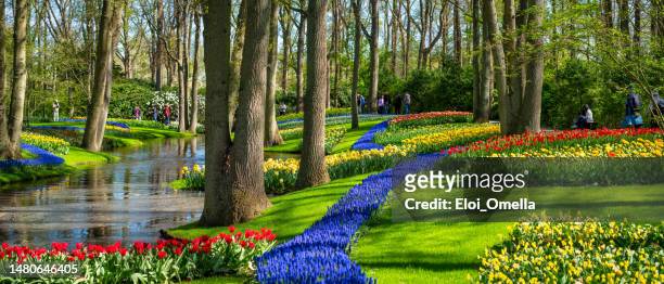 panoraminc view of tulips in keukenhof park, nederlands - south holland stock pictures, royalty-free photos & images