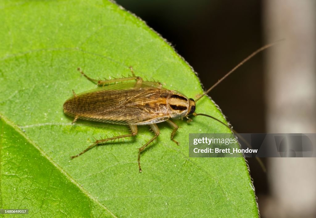 German Cockroach Scavenging Outside During The Night On A Tree Leaf In ...